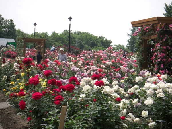 様々な色と表情で花開くバラ