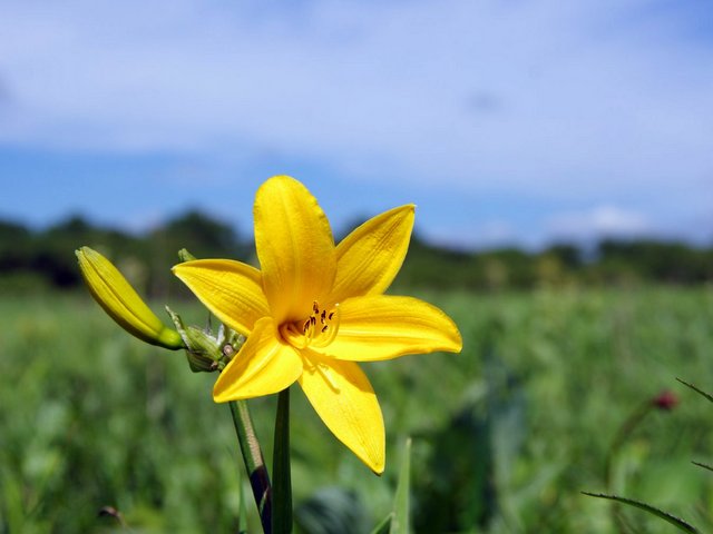 6月に咲く1日花のエゾカンゾウ