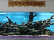 イトウやアメマスが泳ぐ大型水槽