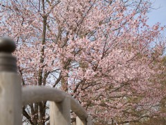 春には満開の桜が公園内を彩る