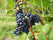 岩見沢の風土が溶け込んだブドウ