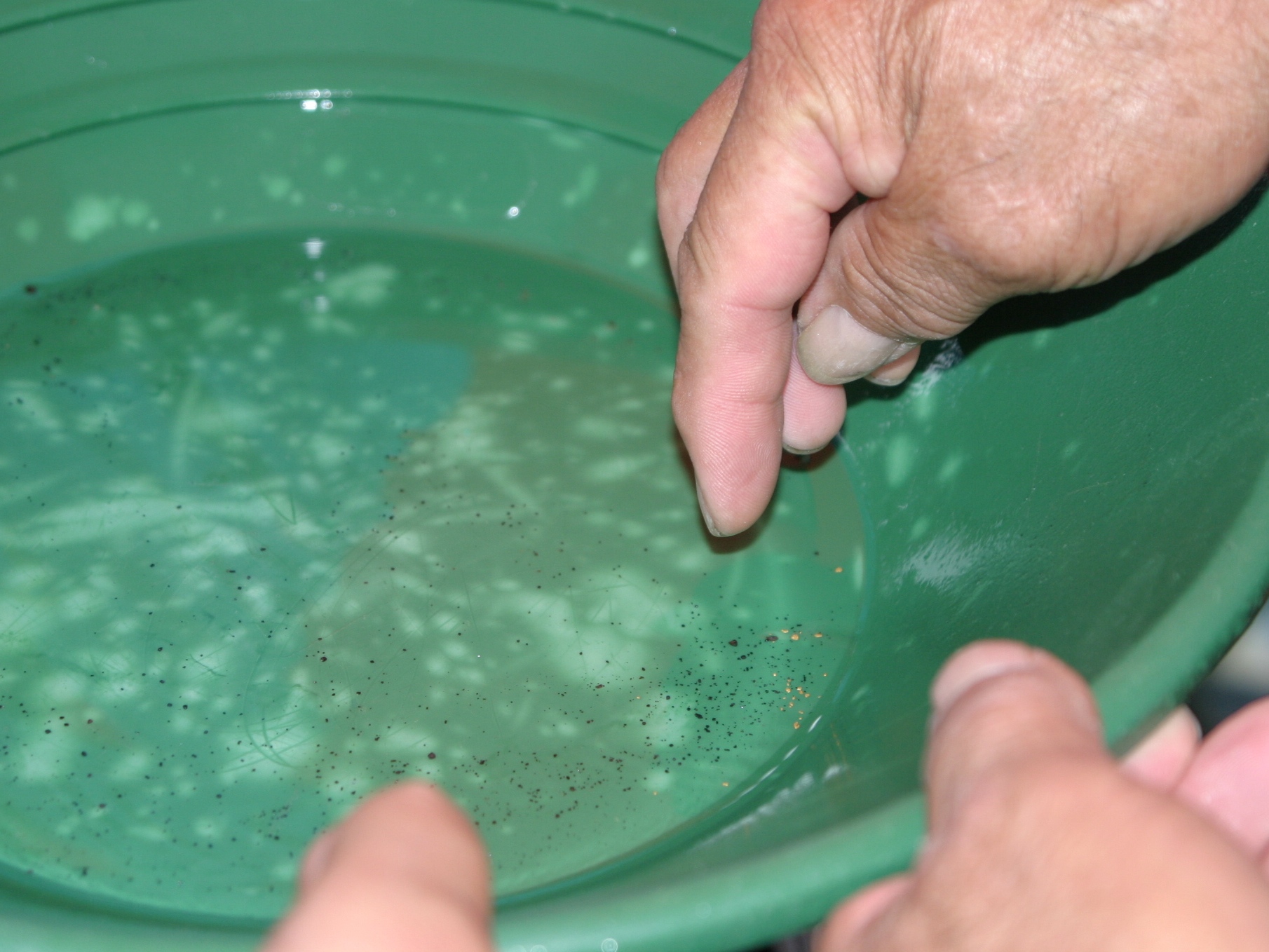 採取した自然の砂金がキラキラ