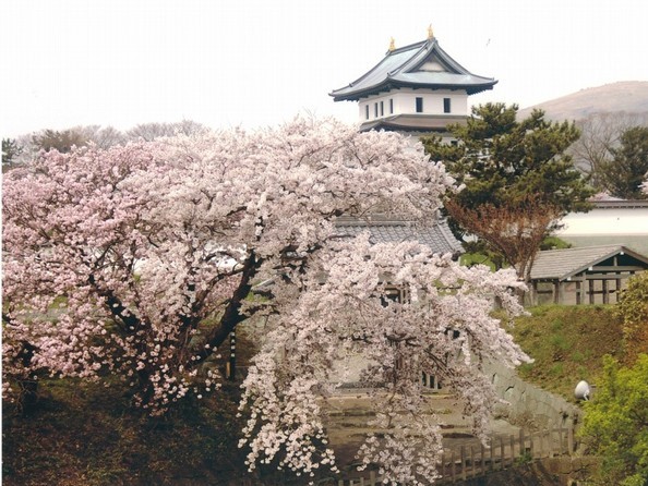 三大名木のひとつ「夫婦桜」