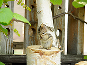 可愛らしいエゾリスがやって来る