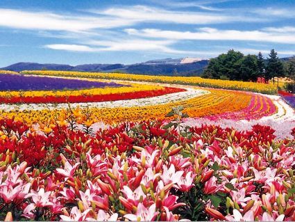 十勝岳連峰を背景に美しい花々