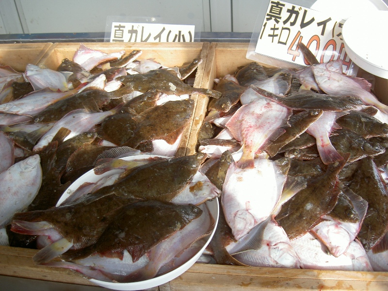 4月~7月に水揚げされる旬魚!