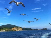 飛翔するカモメたちに会えるかも