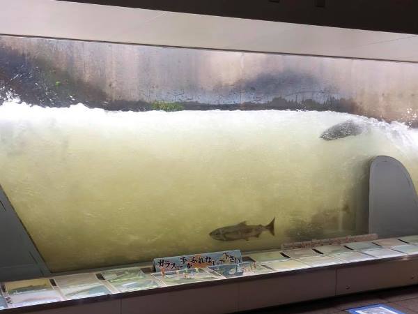 魚道観察室「ととろ~ど」も必見