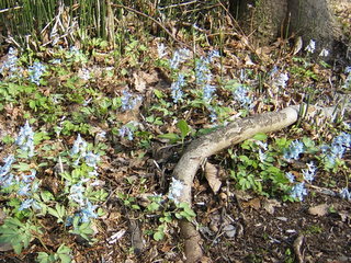 春には道沿いに可憐な野の花が