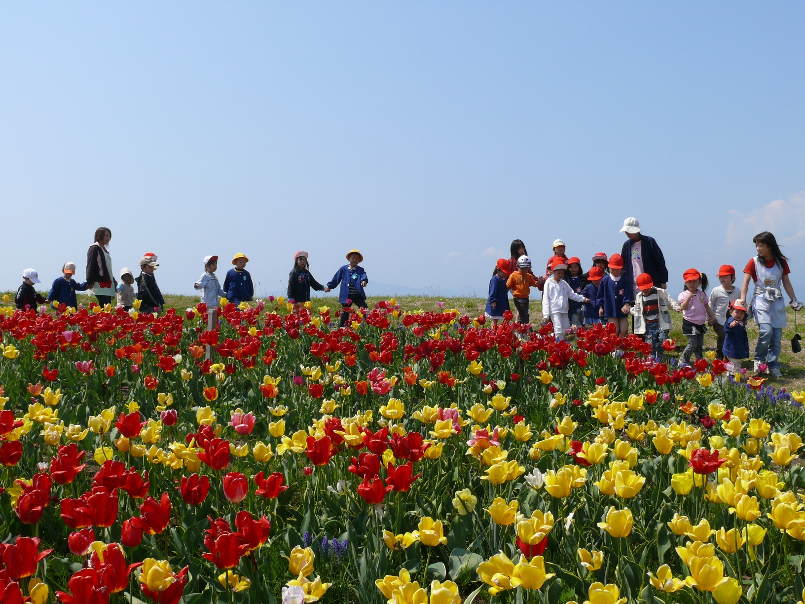 咲き誇る約5万球のチューリップ