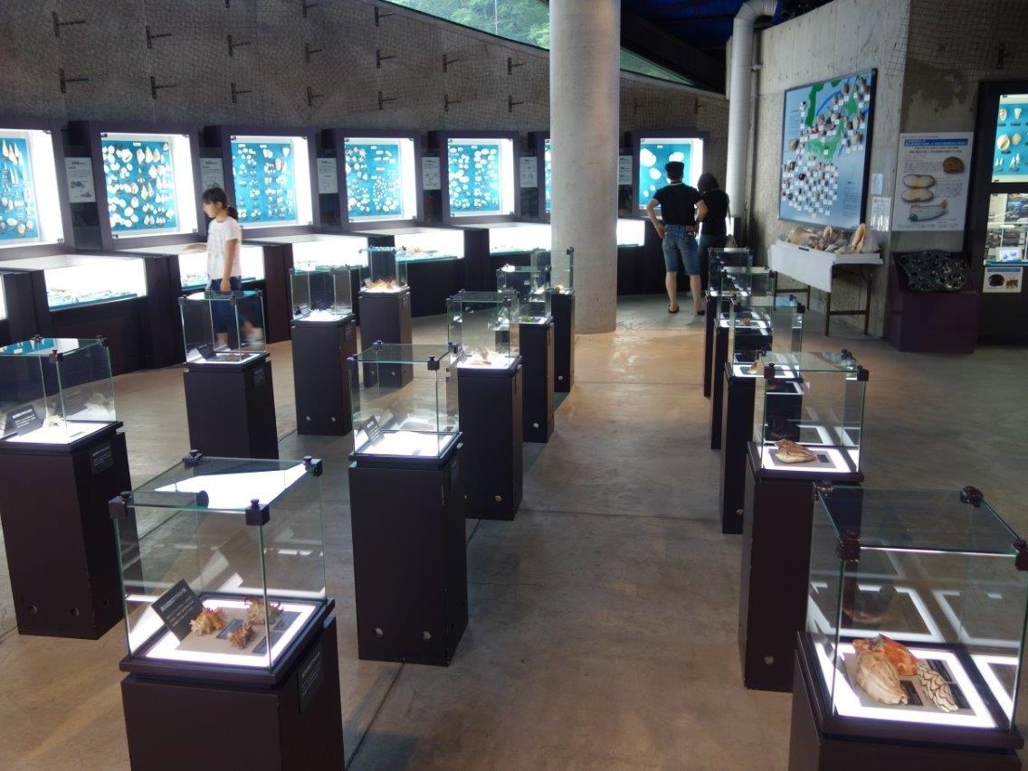 常設展示される貝は1500種類
