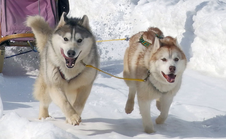 冬は犬ぞりで雪原を軽やかに疾走