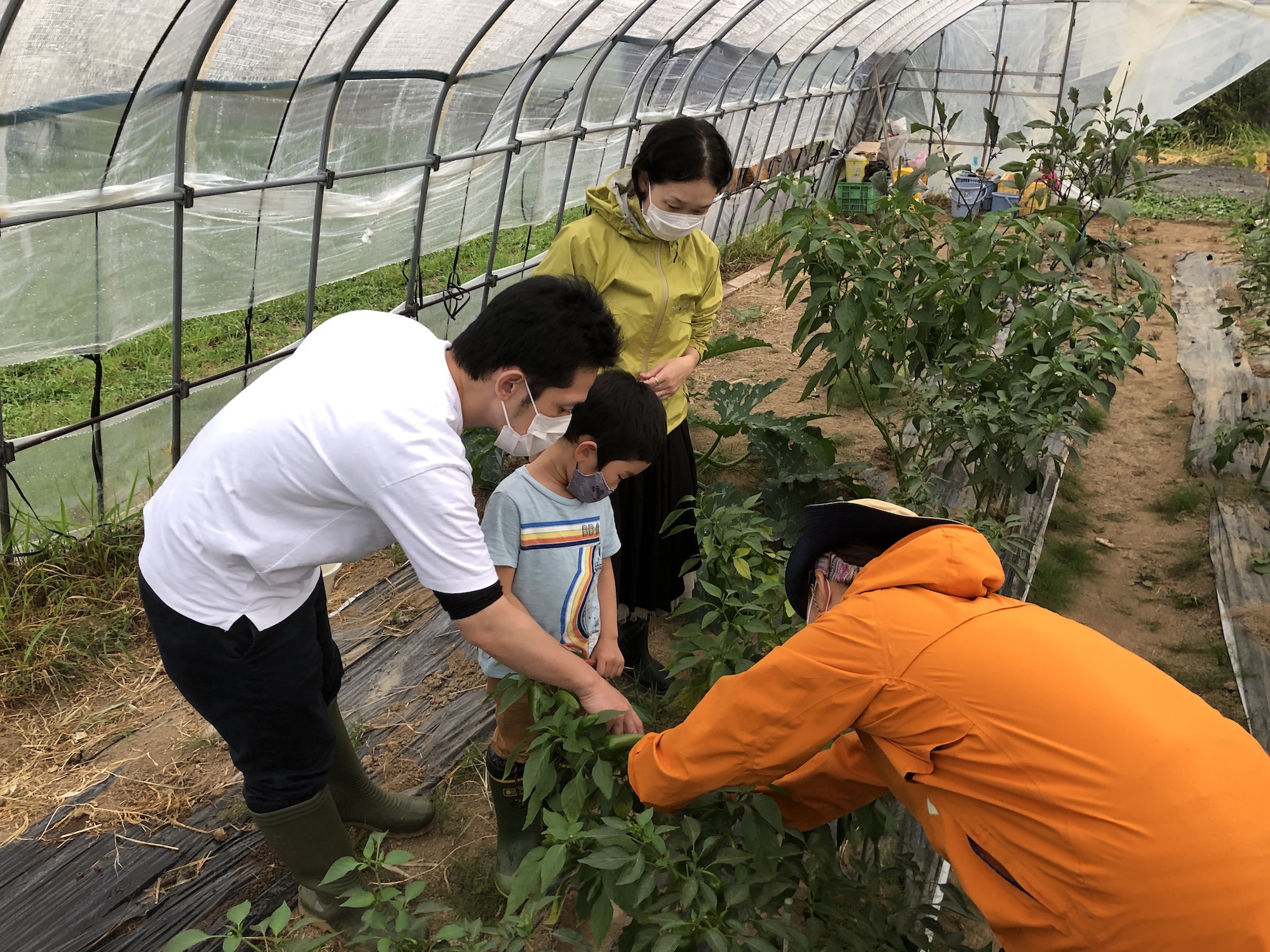 畑で旬を迎えた季節の野菜収穫