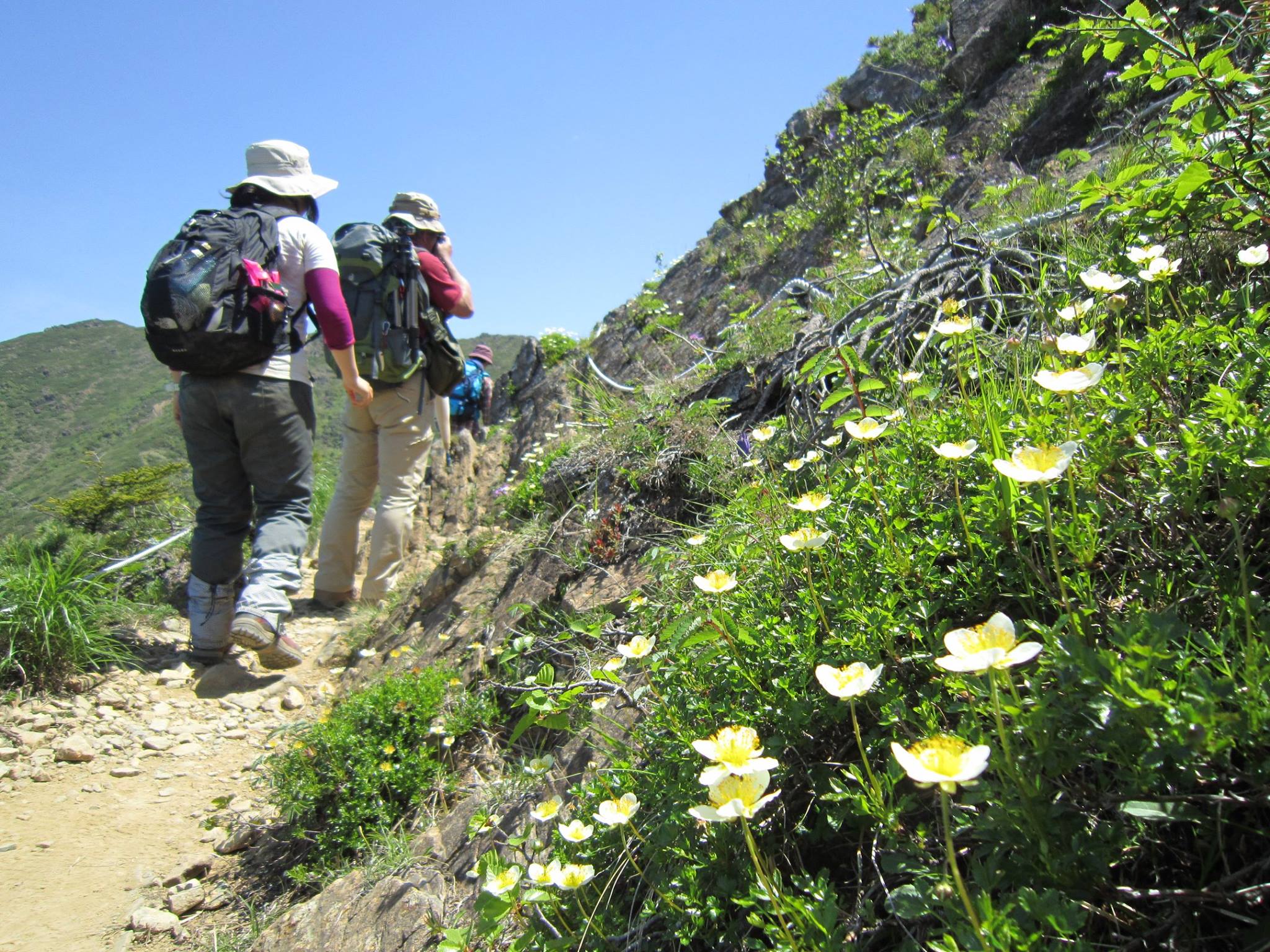 可憐な高山植物が楽しめます