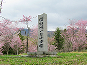 北海道の春を彩るエゾヤマ桜