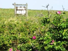海岸線約1kmに広がる原生花園