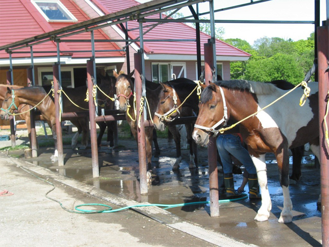 馬たちは温厚だから初心者も安心